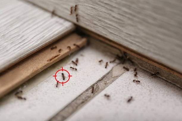 Bird Control in Kilmarnock, VA